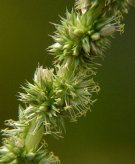 Part of the amaranth plant